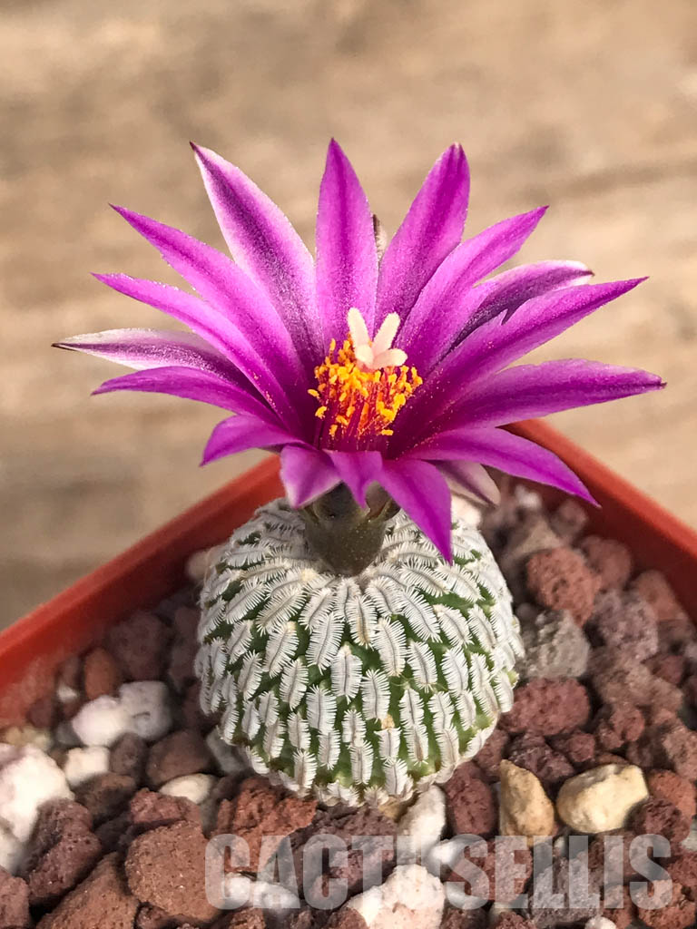 SHPR4645 Turbinicarpus pseudopectinatus f. rubriflorus