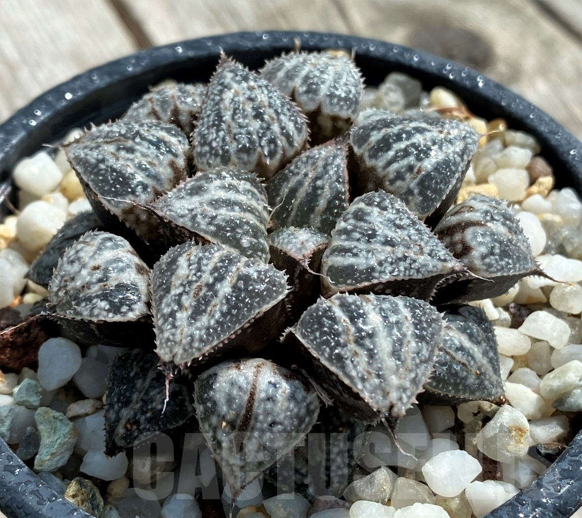 SH3105 Haworthia 'Yuki Keshiki'