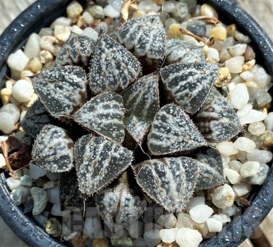 SH3105 Haworthia 'Yuki Keshiki' - Image 2