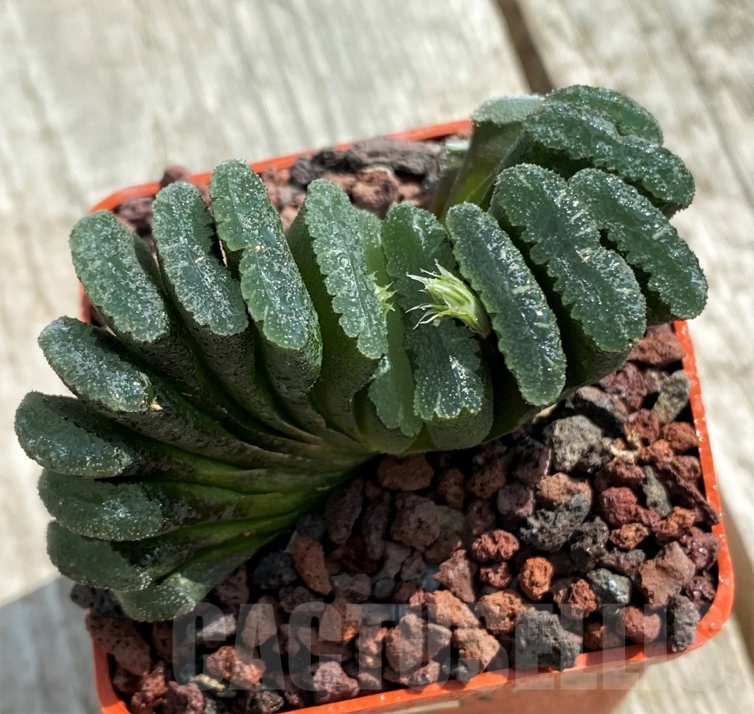 SHPRA5233 Haworthia truncata hybrid