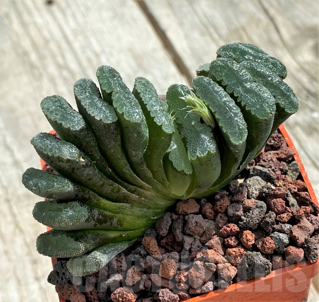 SHPRA5233 Haworthia truncata hybrid - Image 2