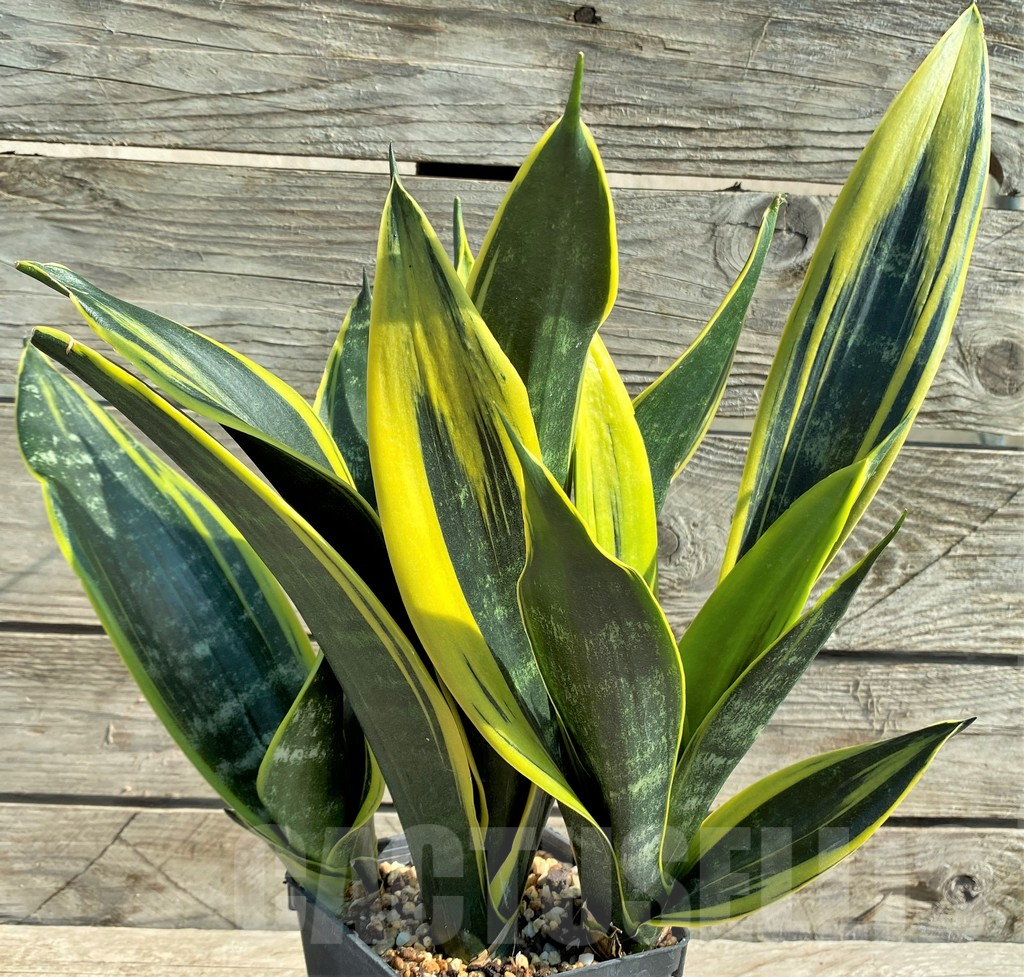 SHPR8330 Sansevieria trifasciata ‘Golden Flame’