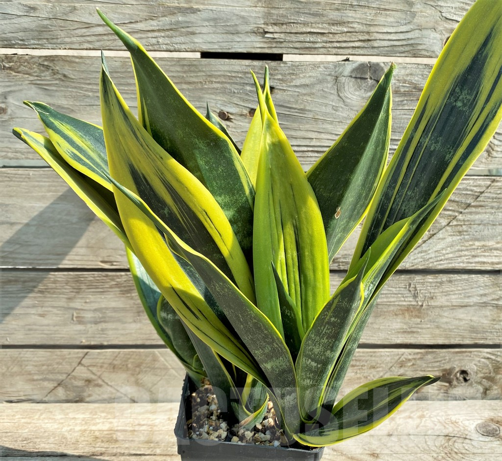 SHPR8330 Sansevieria trifasciata ‘Golden Flame’ - Image 3
