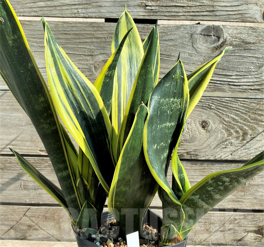 SHPR8330 Sansevieria trifasciata ‘Golden Flame’ - Image 2