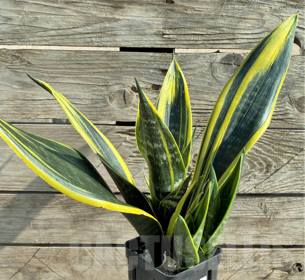 SHPR30313 Sansevieria trifasciata ‘Golden Flame’