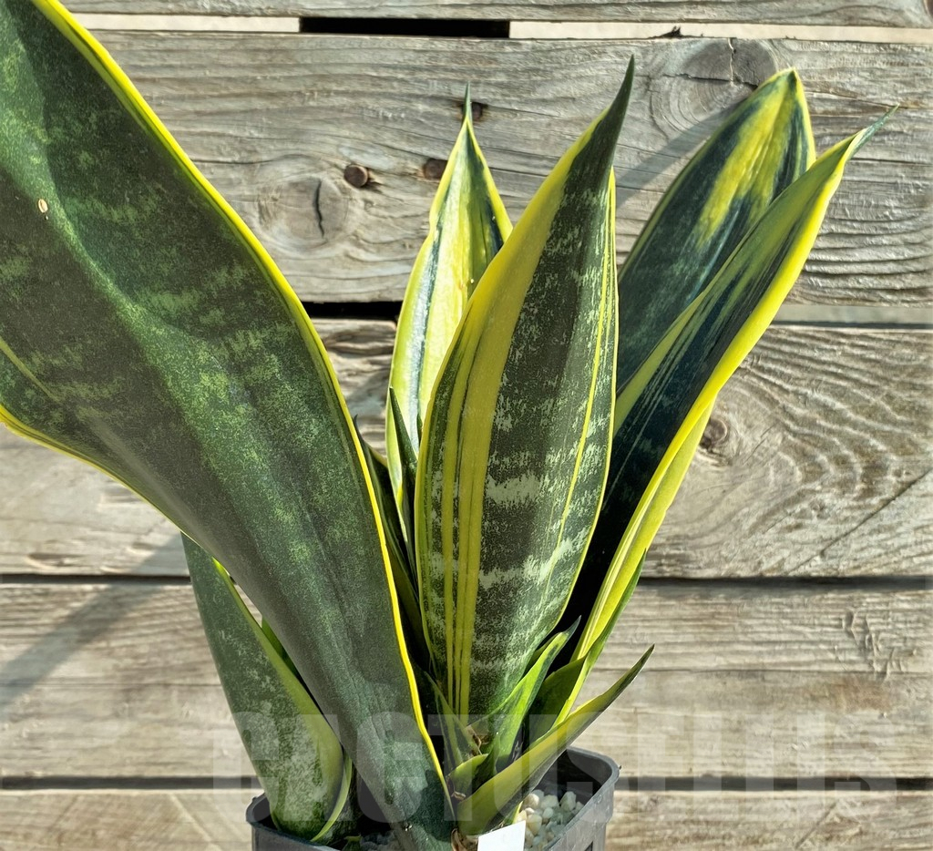 SHPR30313 Sansevieria trifasciata ‘Golden Flame’ - Obrázek 2