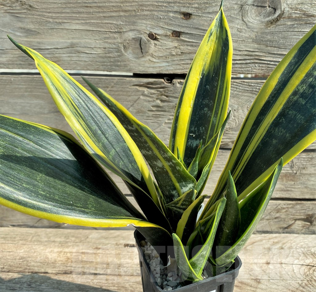 SHPR30313 Sansevieria trifasciata ‘Golden Flame’ - Obrázek 3