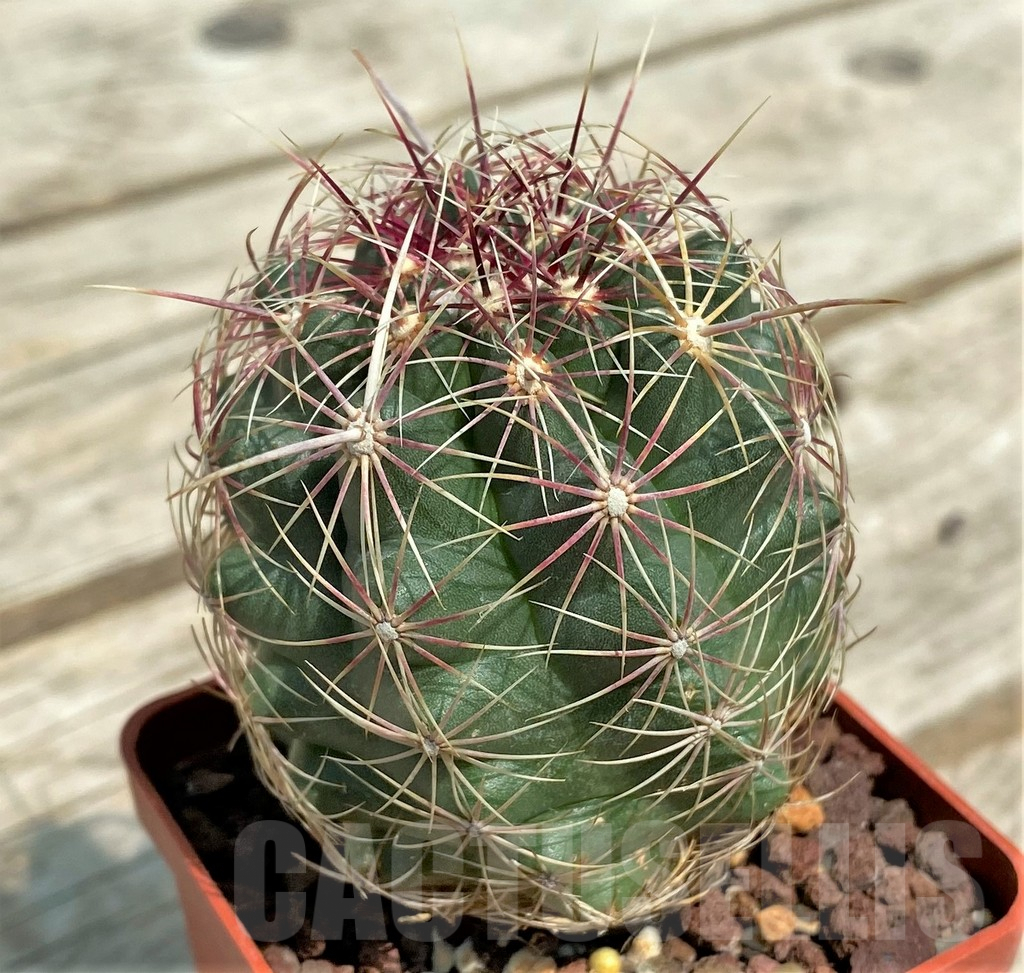 SHPR4554 Thelocactus bicolor VZD 025 -Nuevo León (La Presa), Mexicó- - 画像 (2)