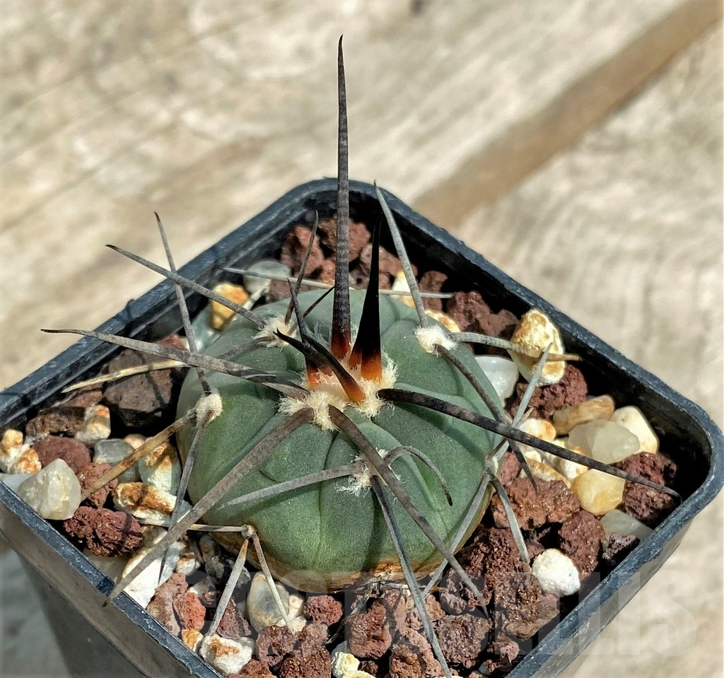 SHPR4648 Gymnocalycium castellanosii v. bozsingianum - Image 2
