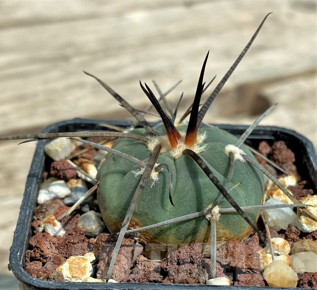SHPR4648 Gymnocalycium castellanosii v. bozsingianum