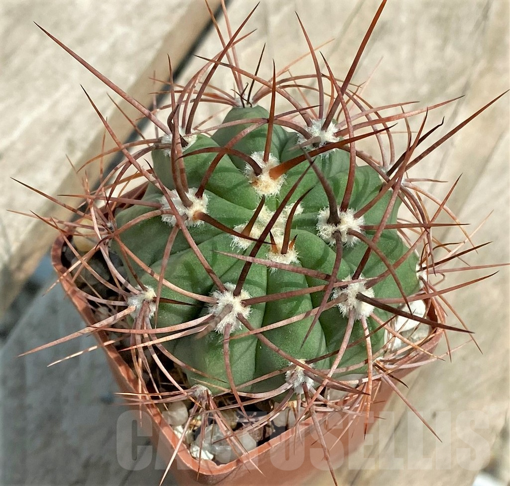 SHPR4581 Denmoza rhodacantha, Argentina - Obrázek 2