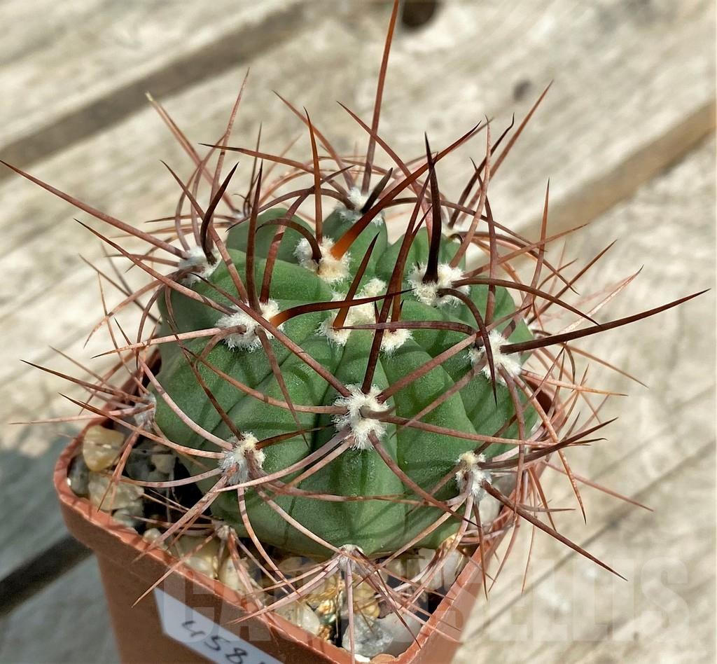 SHPR4581 Denmoza rhodacantha, Argentina