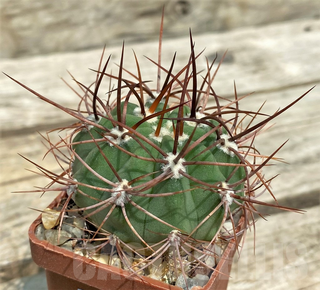 SHPR4581 Denmoza rhodacantha, Argentina - Obrázek 3