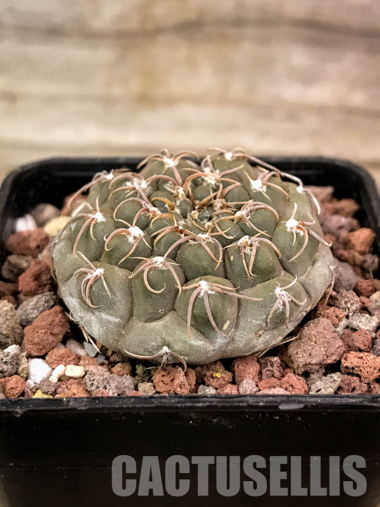 SHPR4537 Gymnocalycium stellatum aff. VG 312, Cordoba (La Estancia), Argentina - Image 2