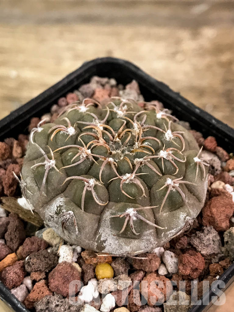 SHPR4537 Gymnocalycium stellatum aff. VG 312, Cordoba (La Estancia), Argentina - Image 3
