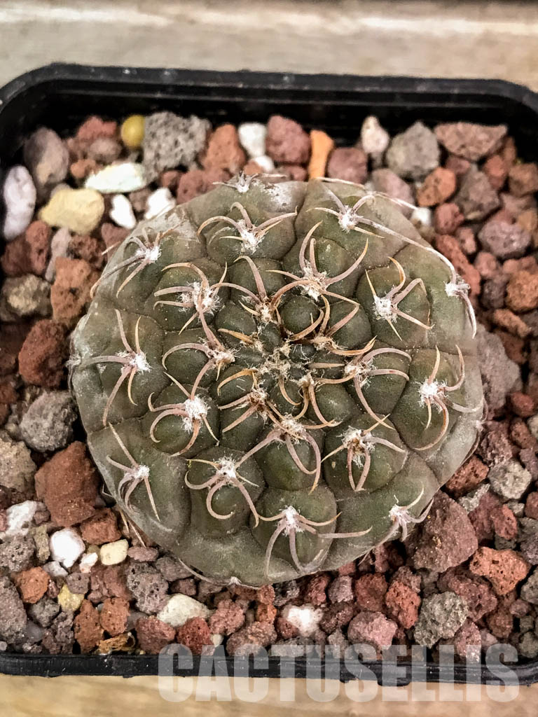 SHPR4537 Gymnocalycium stellatum aff. VG 312, Cordoba (La Estancia), Argentina - Image 4