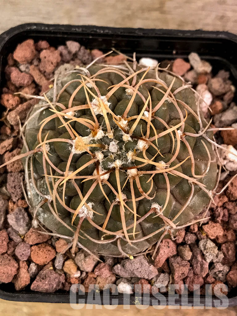 SHPR4537 Gymnocalycium stellatum aff. VG 312, Cordoba (La Estancia), Argentina - Image 5