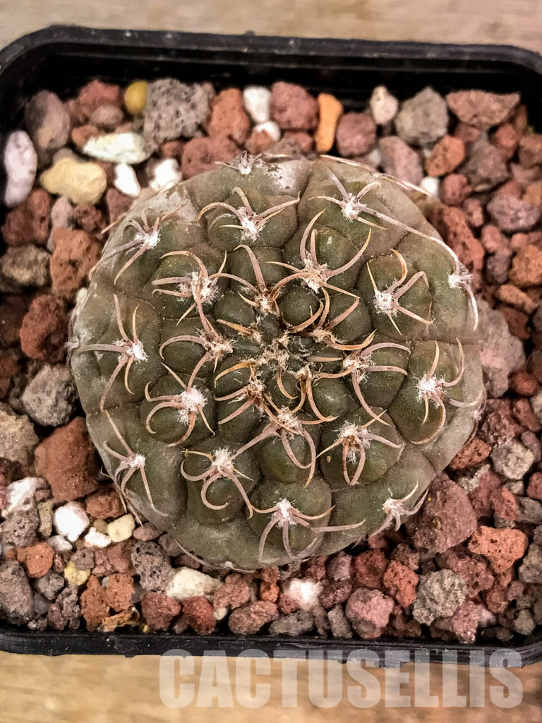 SHPR4537 Gymnocalycium stellatum aff. VG 312, Cordoba (La Estancia), Argentina - Image 6
