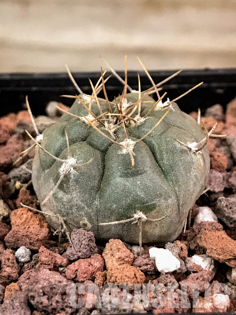 SHPR4541 Gymnocalycium striglianum ssp. aeneum GN 120