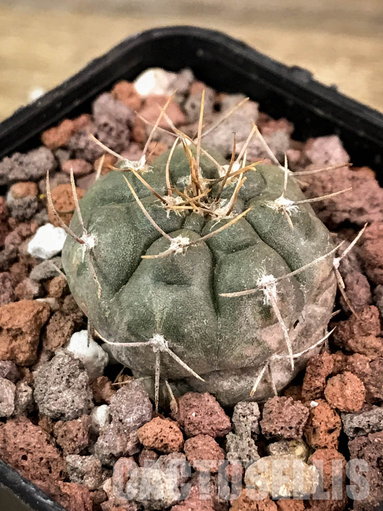 SHPR4541 Gymnocalycium striglianum ssp. aeneum GN 120 - Image 3