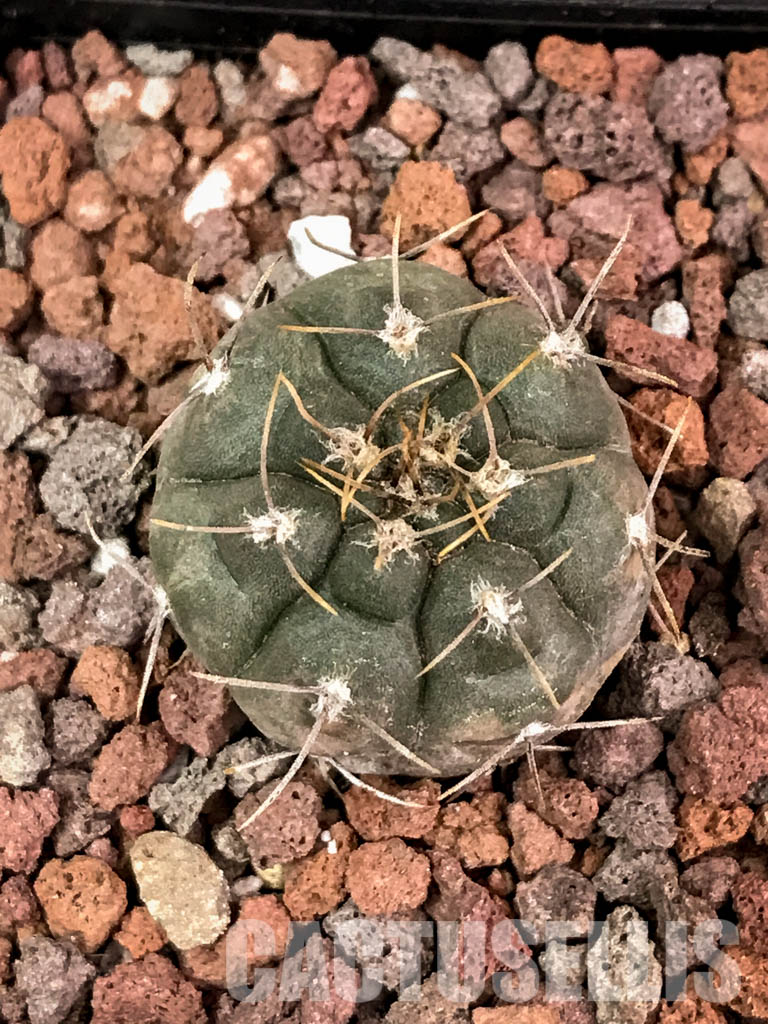SHPR4541 Gymnocalycium striglianum ssp. aeneum GN 120 - Image 4