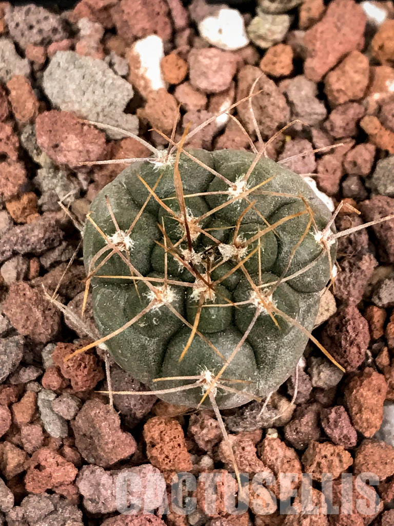 SHPR4541 Gymnocalycium striglianum ssp. aeneum GN 120 - Image 5
