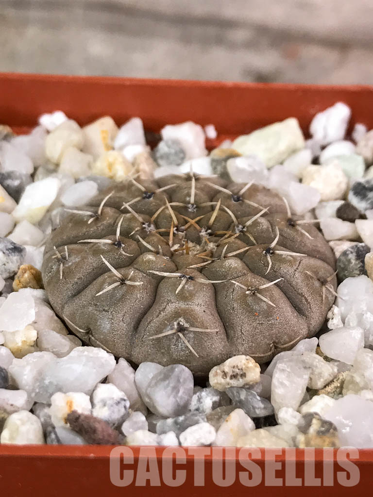 SHPR4567 Gymnocalycium bodenbenderianum, Argentina - Image 2