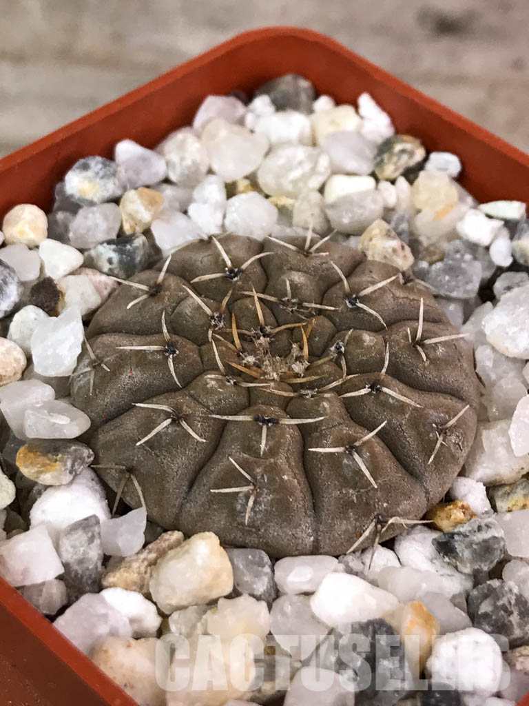 SHPR4567 Gymnocalycium bodenbenderianum, Argentina - Image 3