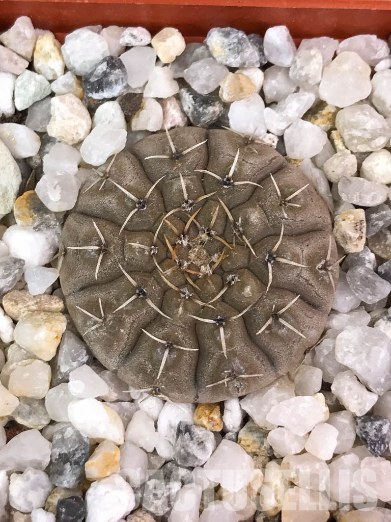 SHPR4567 Gymnocalycium bodenbenderianum, Argentina