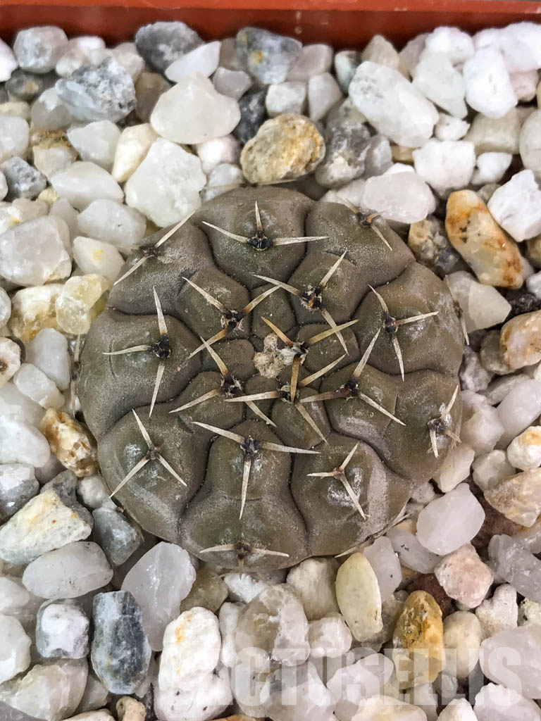 SHPR4567 Gymnocalycium bodenbenderianum, Argentina - Image 5