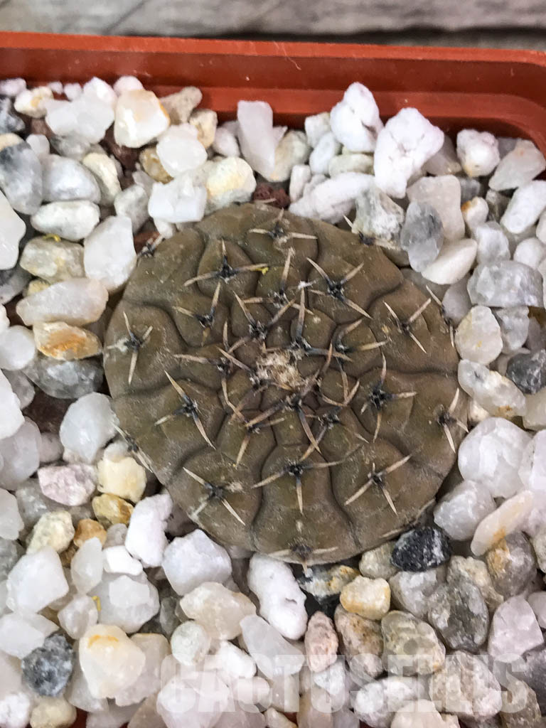 SHPR4567 Gymnocalycium bodenbenderianum, Argentina - Image 6