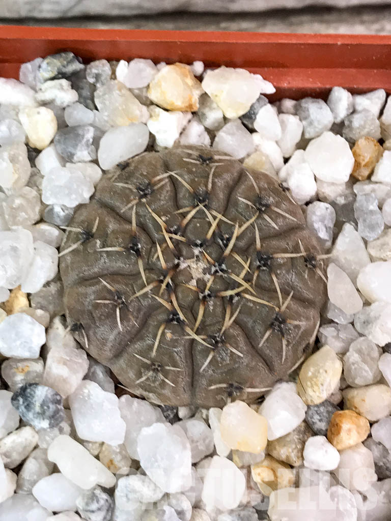 SHPR4567 Gymnocalycium bodenbenderianum, Argentina - Image 7