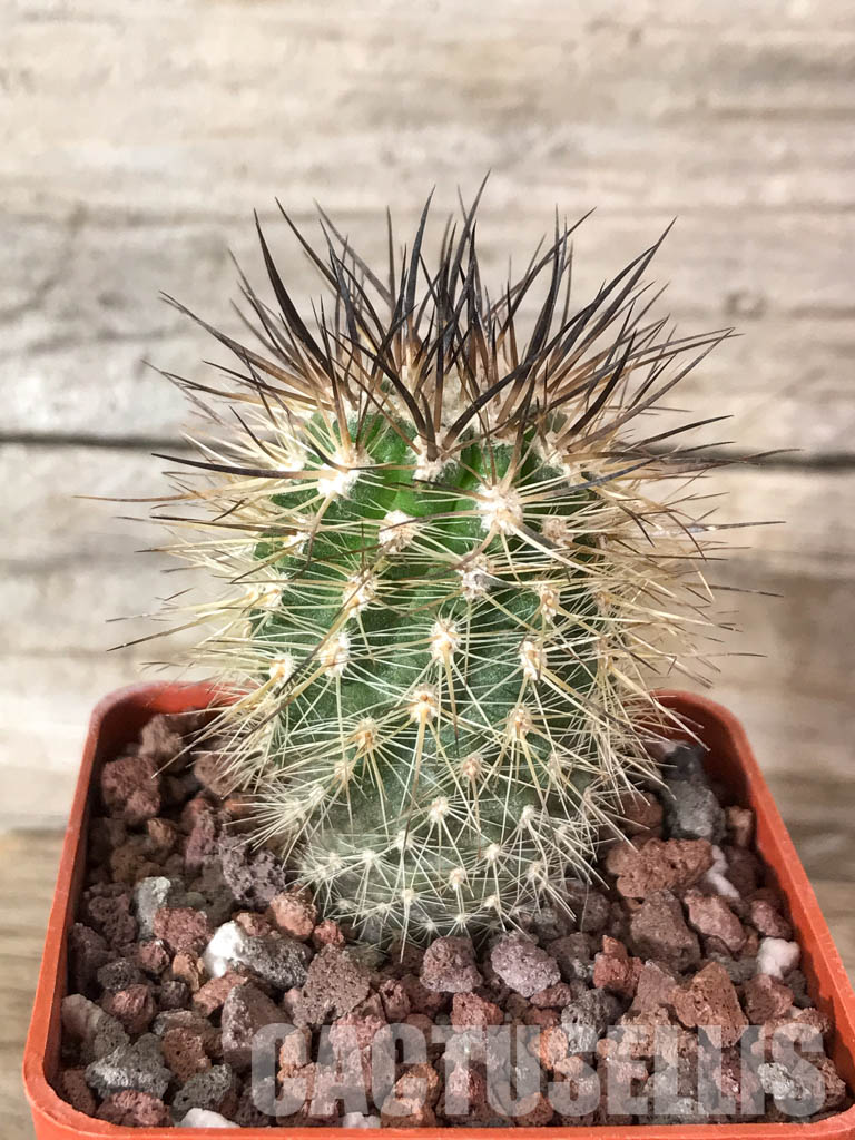 SHPR4568 Neoporteria coimasensis, Coquimbo, Chile - Image 2