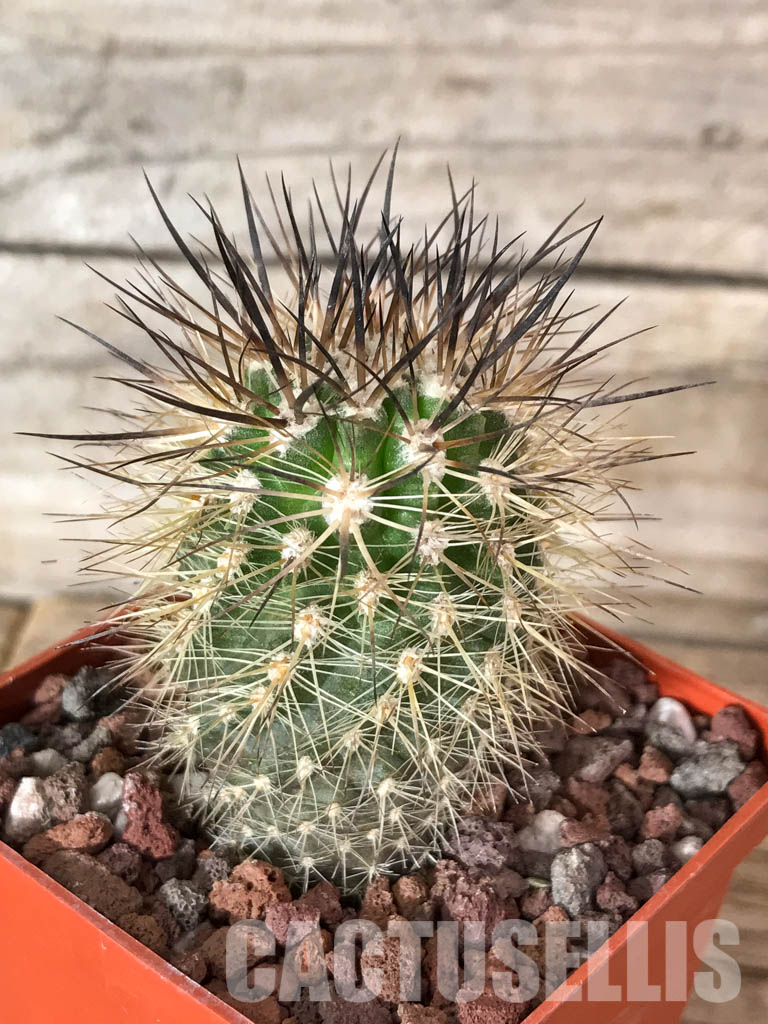 SHPR4568 Neoporteria coimasensis, Coquimbo, Chile