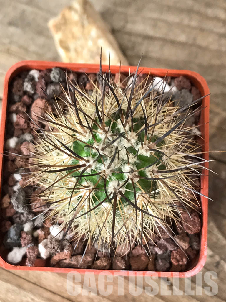 SHPR4568 Neoporteria coimasensis, Coquimbo, Chile - Image 4