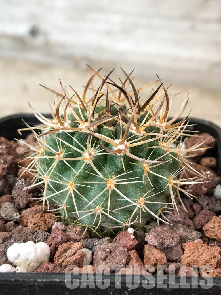 SHPR4580 Neoporteria eriosyzoides