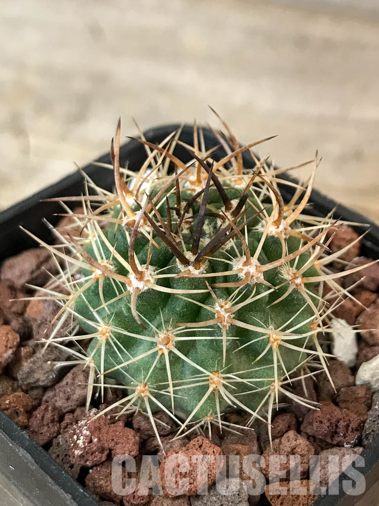 SHPR4580 Neoporteria eriosyzoides - 画像 (3)