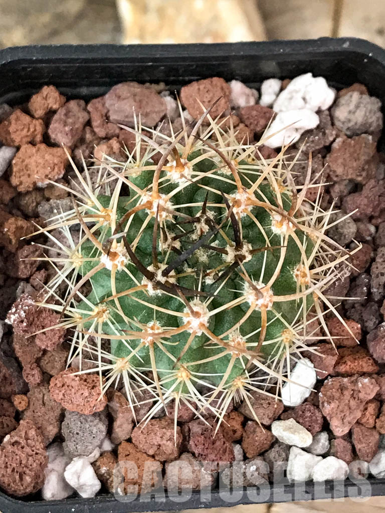 SHPR4580 Neoporteria eriosyzoides - 画像 (4)