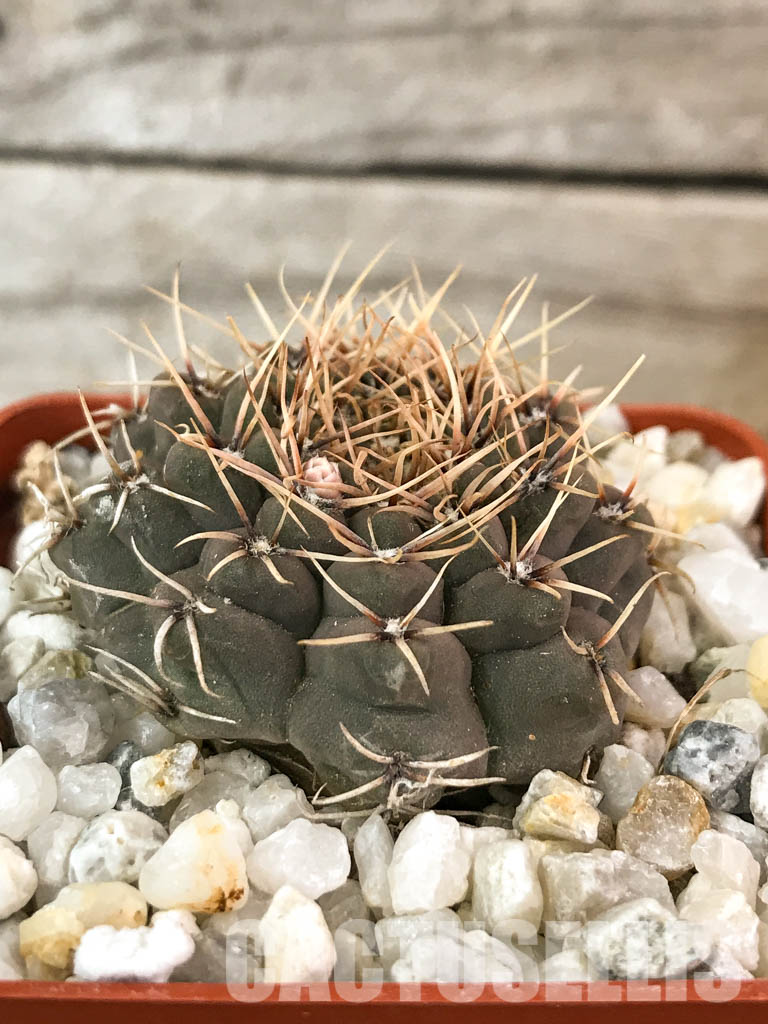 SHPR4583 Gymnocalycium stellatum v. obductum - Image 2