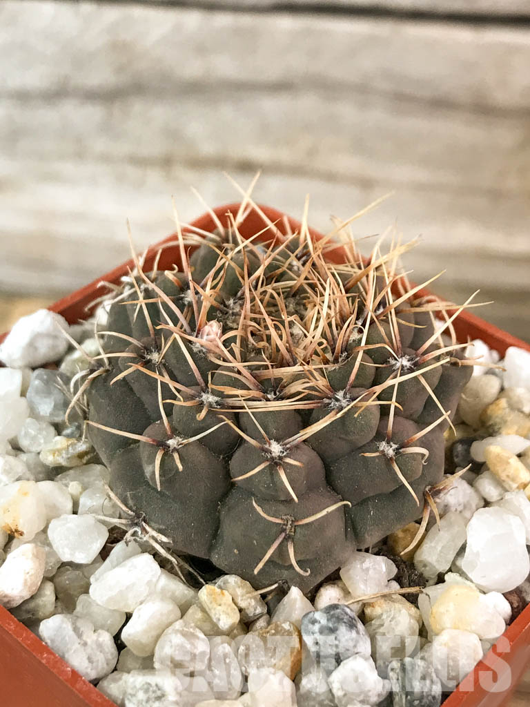 SHPR4583 Gymnocalycium stellatum v. obductum