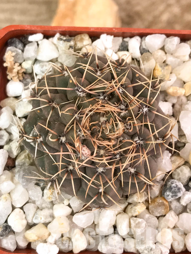 SHPR4583 Gymnocalycium stellatum v. obductum - Image 4