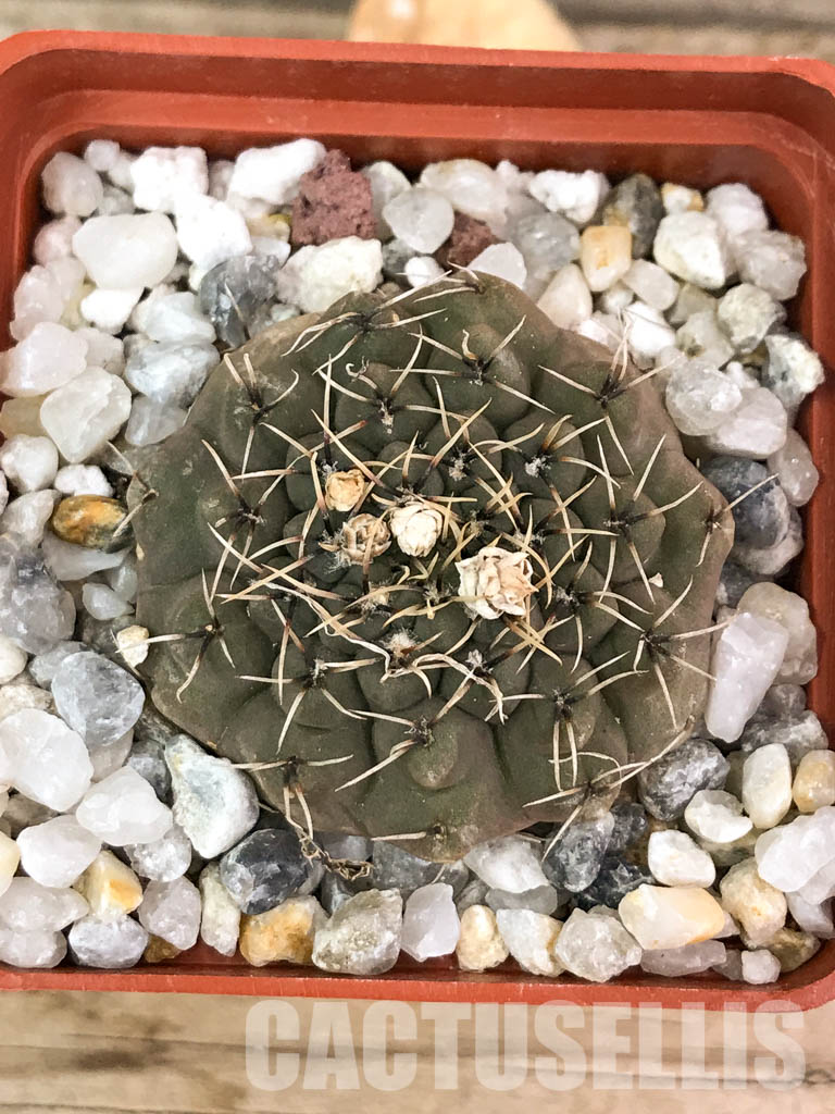 SHPR4583 Gymnocalycium stellatum v. obductum - Image 5