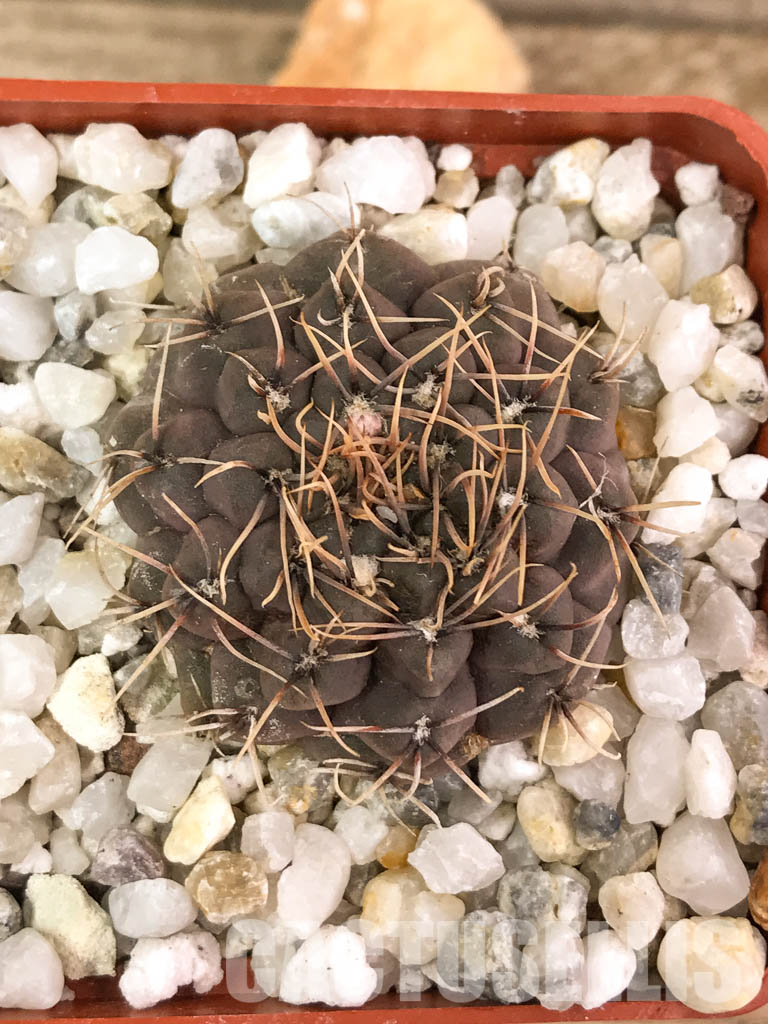 SHPR4583 Gymnocalycium stellatum v. obductum - Image 6