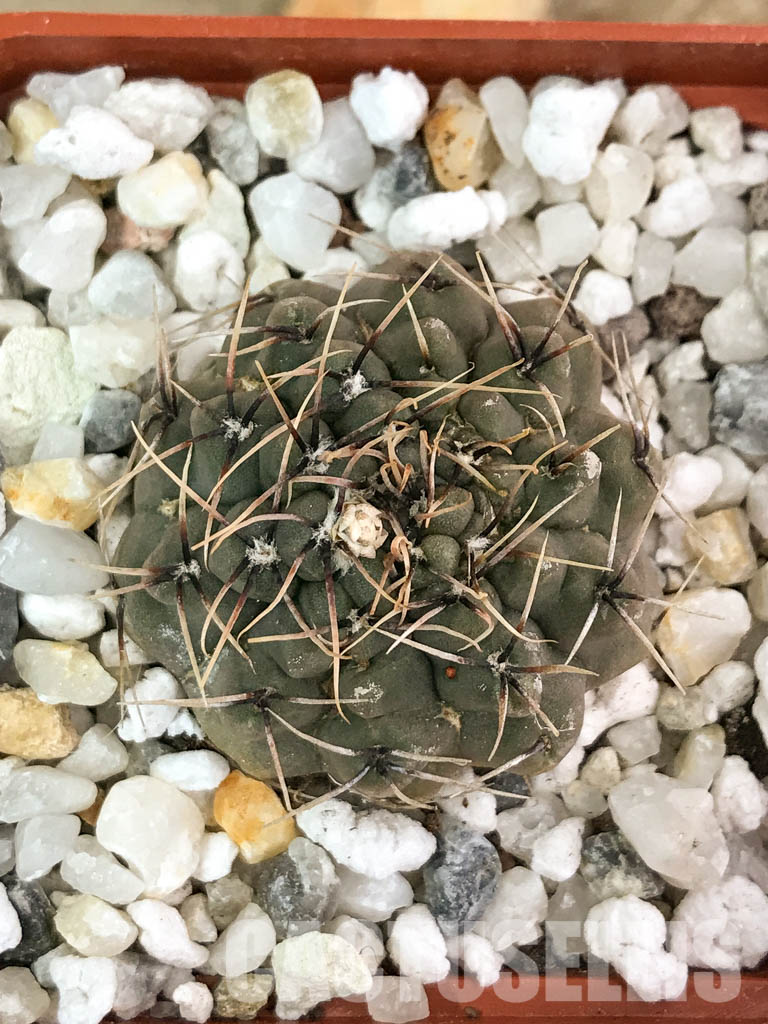SHPR4583 Gymnocalycium stellatum v. obductum - Image 7