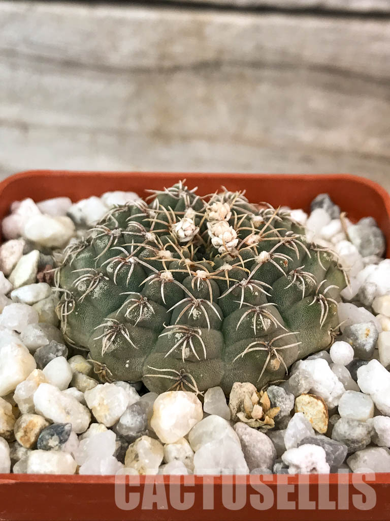 SHPR4585 Gymnocalycium stellatum VG 978, El Durazno, Cordoba 1164m, Argentina - Obrázek 2