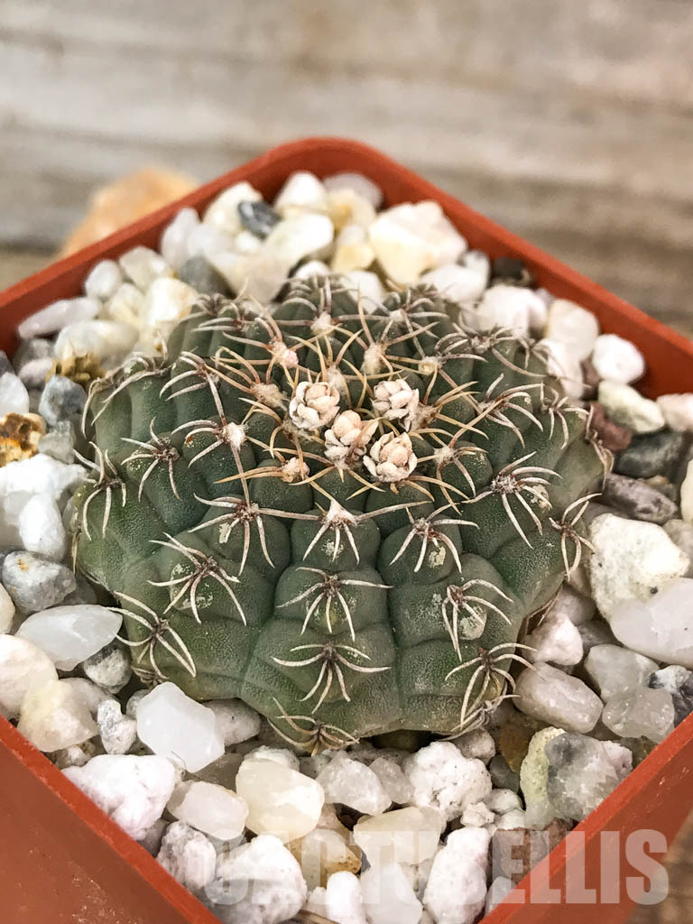 SHPR4585 Gymnocalycium stellatum VG 978, El Durazno, Cordoba 1164m, Argentina - Obrázek 3