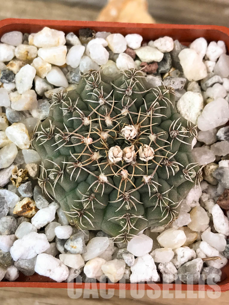 SHPR4585 Gymnocalycium stellatum VG 978, El Durazno, Cordoba 1164m, Argentina