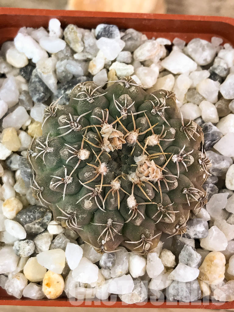 SHPR4585 Gymnocalycium stellatum VG 978, El Durazno, Cordoba 1164m, Argentina - Obrázek 5