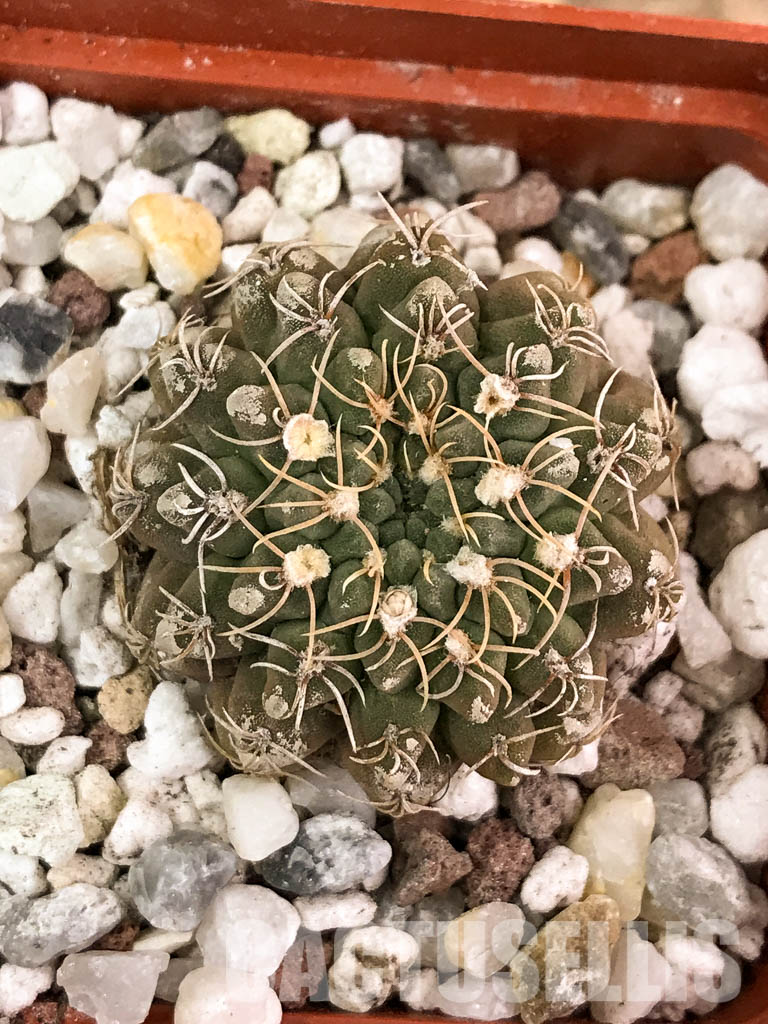 SHPR4585 Gymnocalycium stellatum VG 978, El Durazno, Cordoba 1164m, Argentina - Obrázek 6