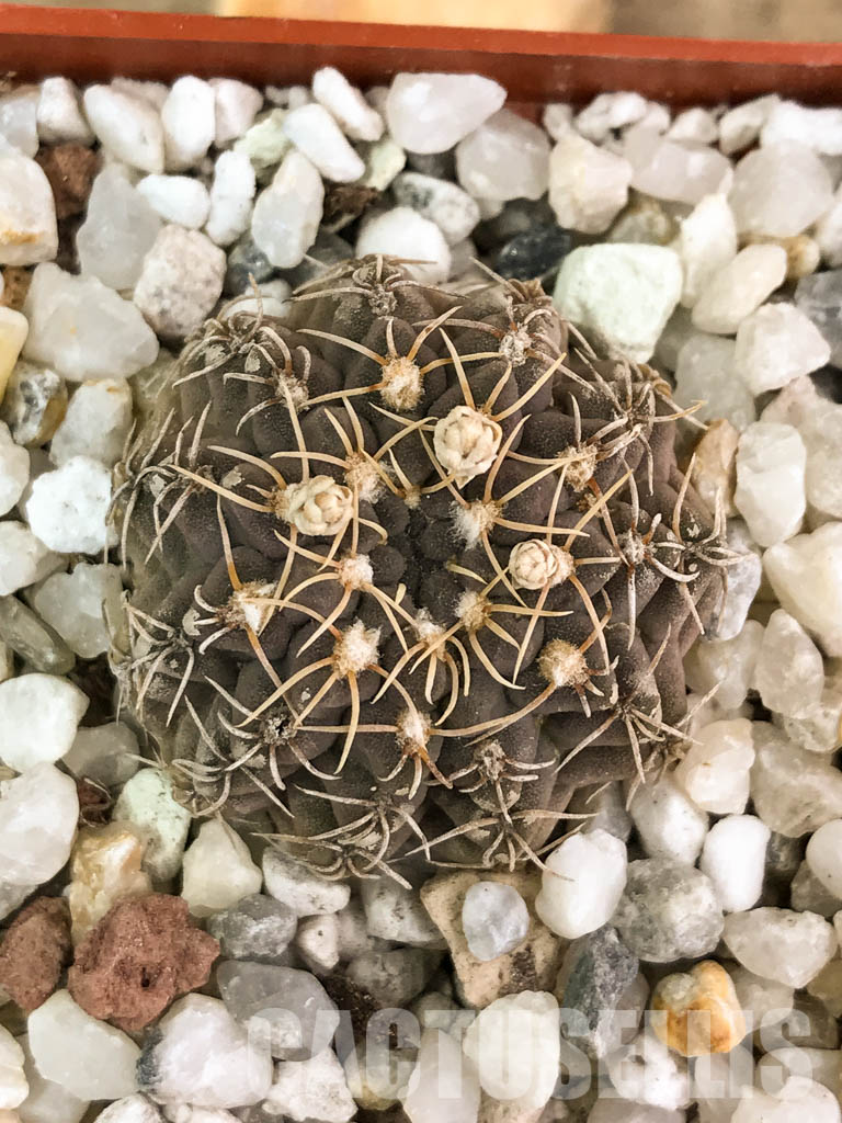 SHPR4585 Gymnocalycium stellatum VG 978, El Durazno, Cordoba 1164m, Argentina - Obrázek 7